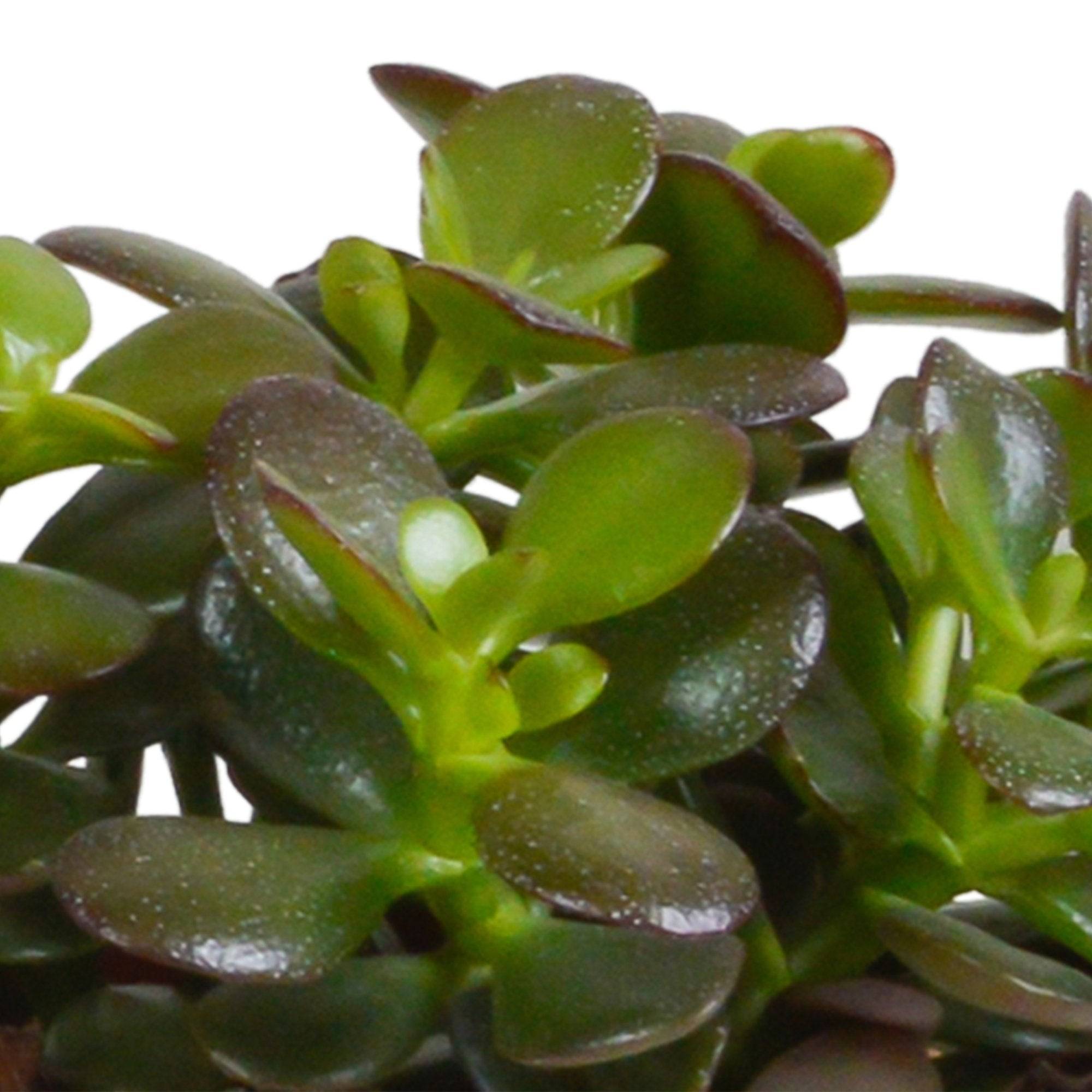 La Green Touch - Trio de Crassula et leurs caches-pots h21cm- La Green Touch - Image 3