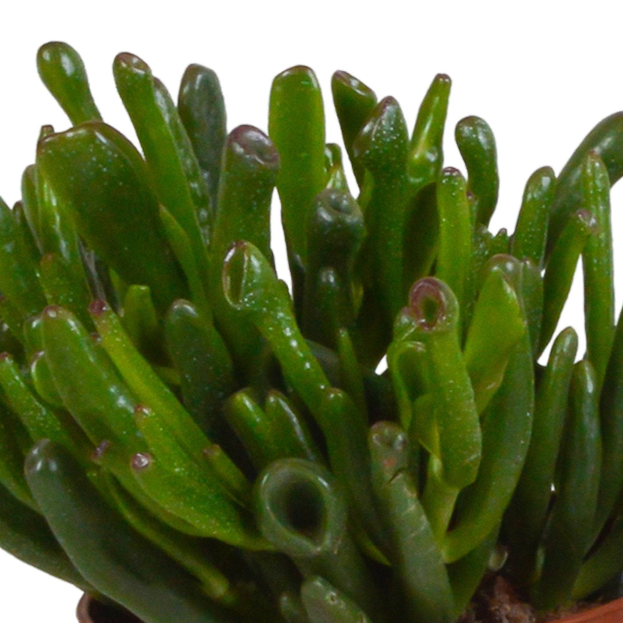 La Green Touch - Trio de Crassula et leurs caches-pots h21cm- La Green Touch - Image 4