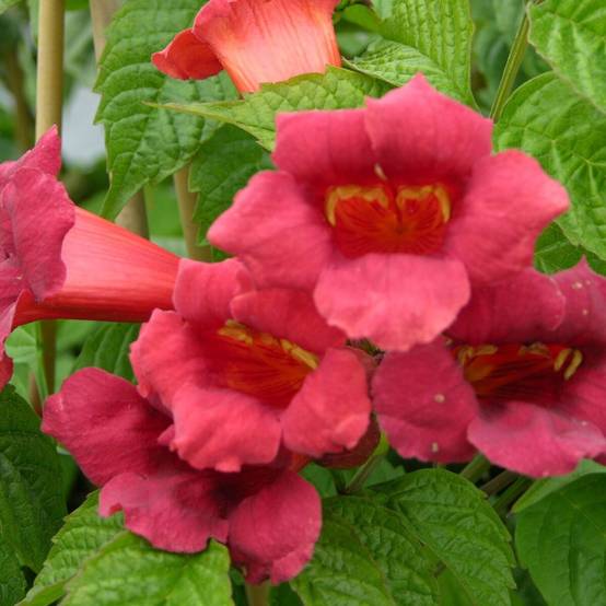 Bignone Stromboli à fleurs Rouge - feuillage Caduc - Pot de 3L - Echelle bambou 60/120 cm- hauteur à maturité De 5,00 m à 10,00 m - Image 1