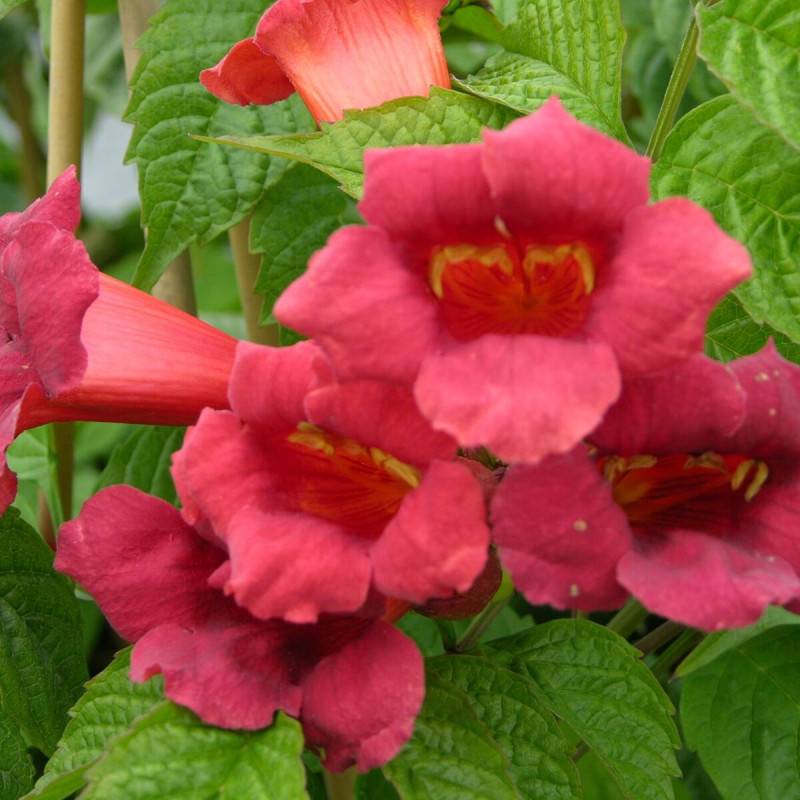 Bignone Stromboli à fleurs Rouge - feuillage Caduc - Pot de 3L - Echelle bambou 60/120 cm-  hauteur à maturité De 5,00 m à 10,00 m - Image 1