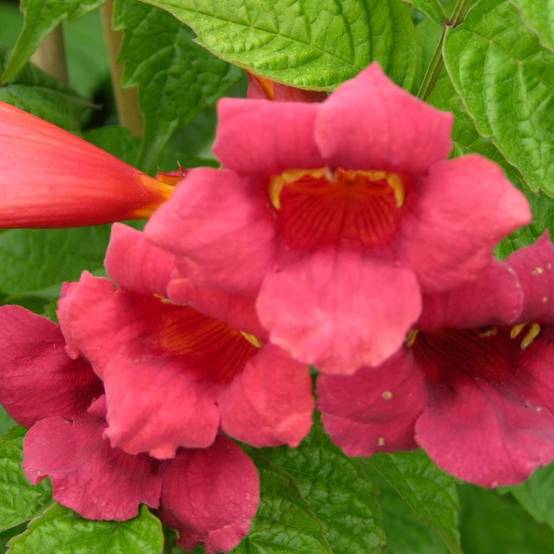 Bignone Stromboli à fleurs Rouge - feuillage Caduc - Pot de 3L - Echelle bambou 60/120 cm- hauteur à maturité De 5,00 m à 10,00 m - Image 3