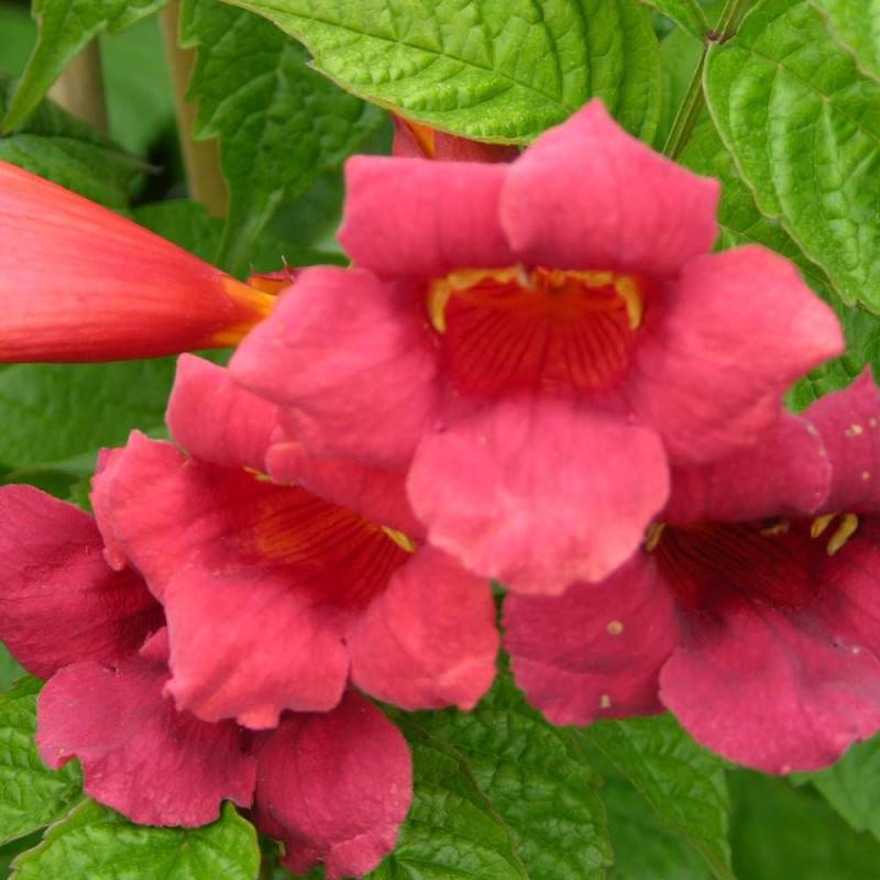 Bignone Stromboli à fleurs Rouge - feuillage Caduc - Pot de 3L - Echelle bambou 60/120 cm-  hauteur à maturité De 5,00 m à 10,00 m - Image 3