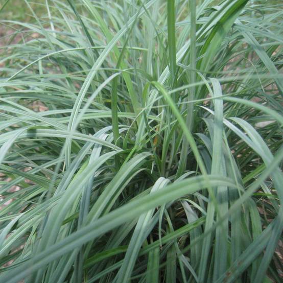 Promesse de Fleurs - Carex flacca Godet de 8/9 cm