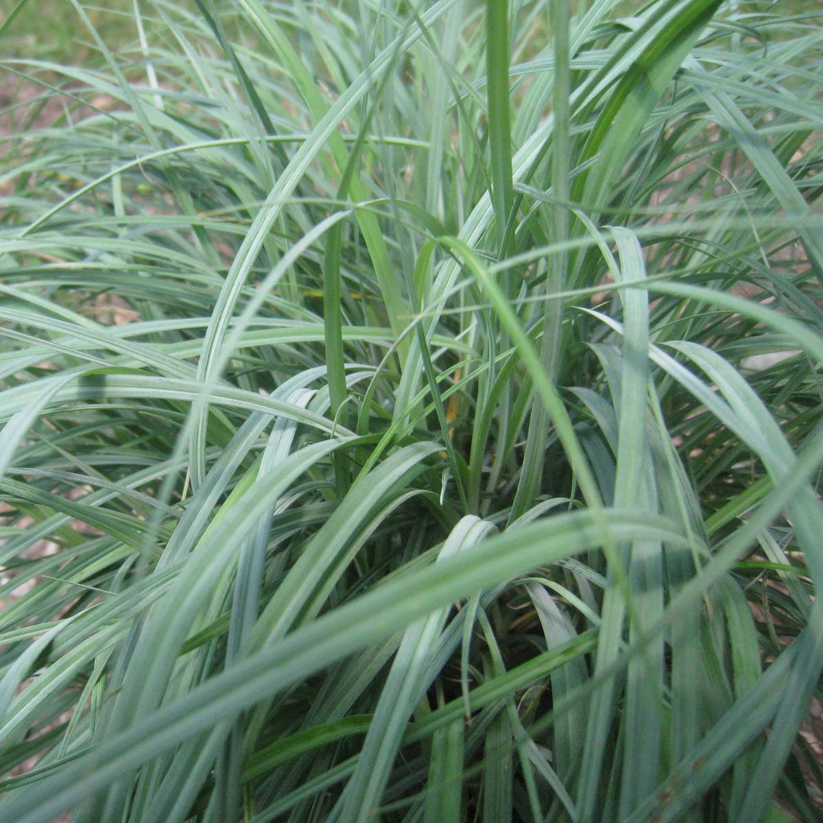 Promesse de Fleurs - Carex flacca Godet de 8/9 cm