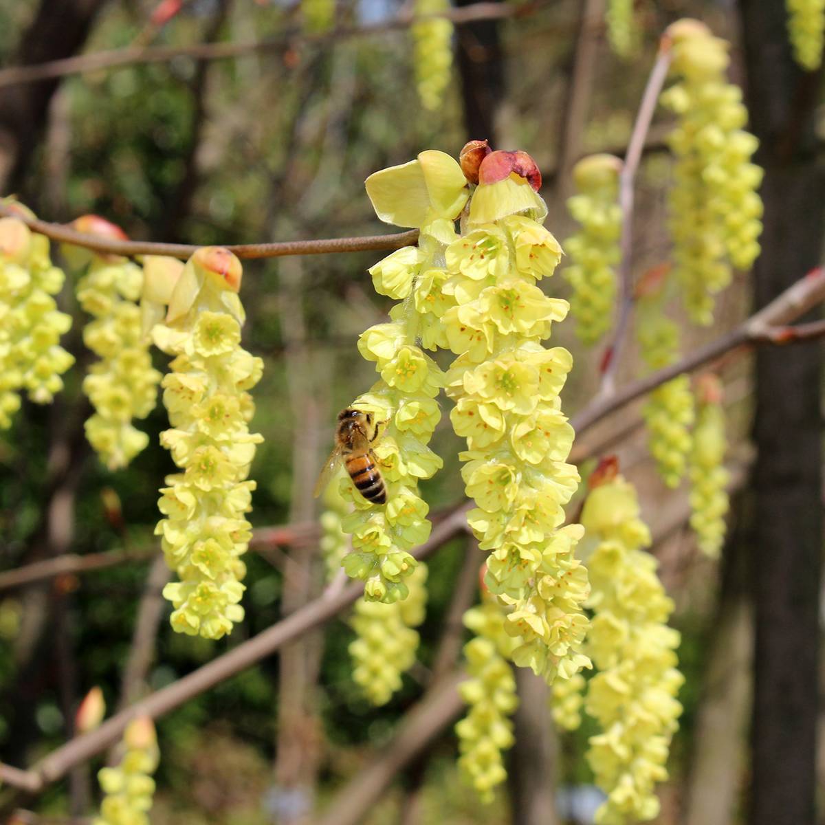 Promesse de Fleurs - Corylopsis sinensis var. sinensis- Faux noisetier Pot de 4L/5L - Image 1