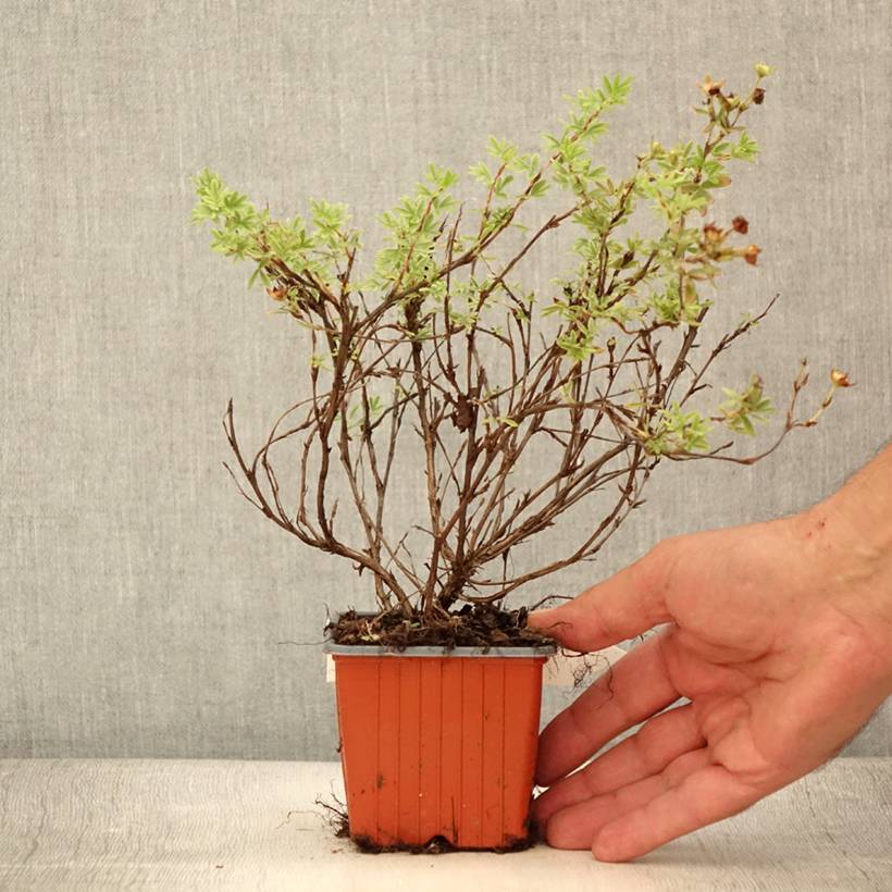 Promesse de Fleurs - Potentilla fruticosa Tangerine - Potentille arbustive Godet de 8/9 cm - Image 2