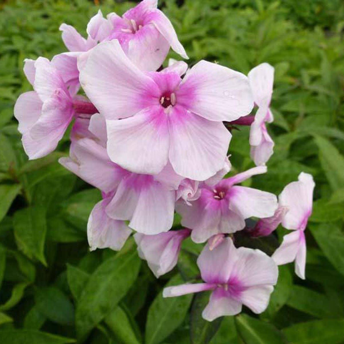 Promesse de Fleurs - Phlox paniculata Bright Eyes - Phlox paniculé rose pâle à oeil rose vif Godet de 8/9 cm