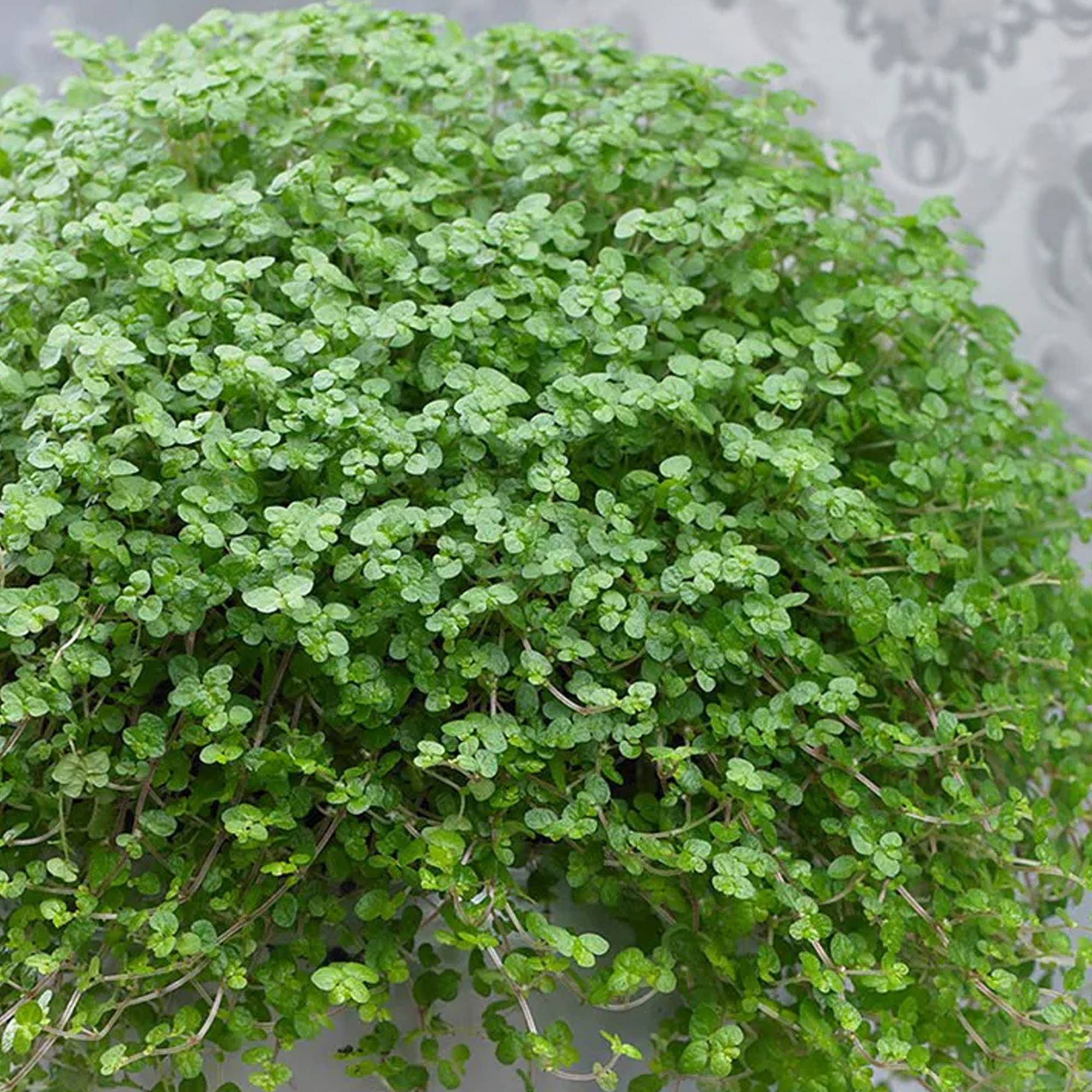 Gardenersdream - Soleirolia Soleirolii Helxine Vert | Hélixine Plante D'Intérieur Pour Le Bureau À Domicile (De 10 À 20 Cm En Pot) - GardenersDream - Image 2