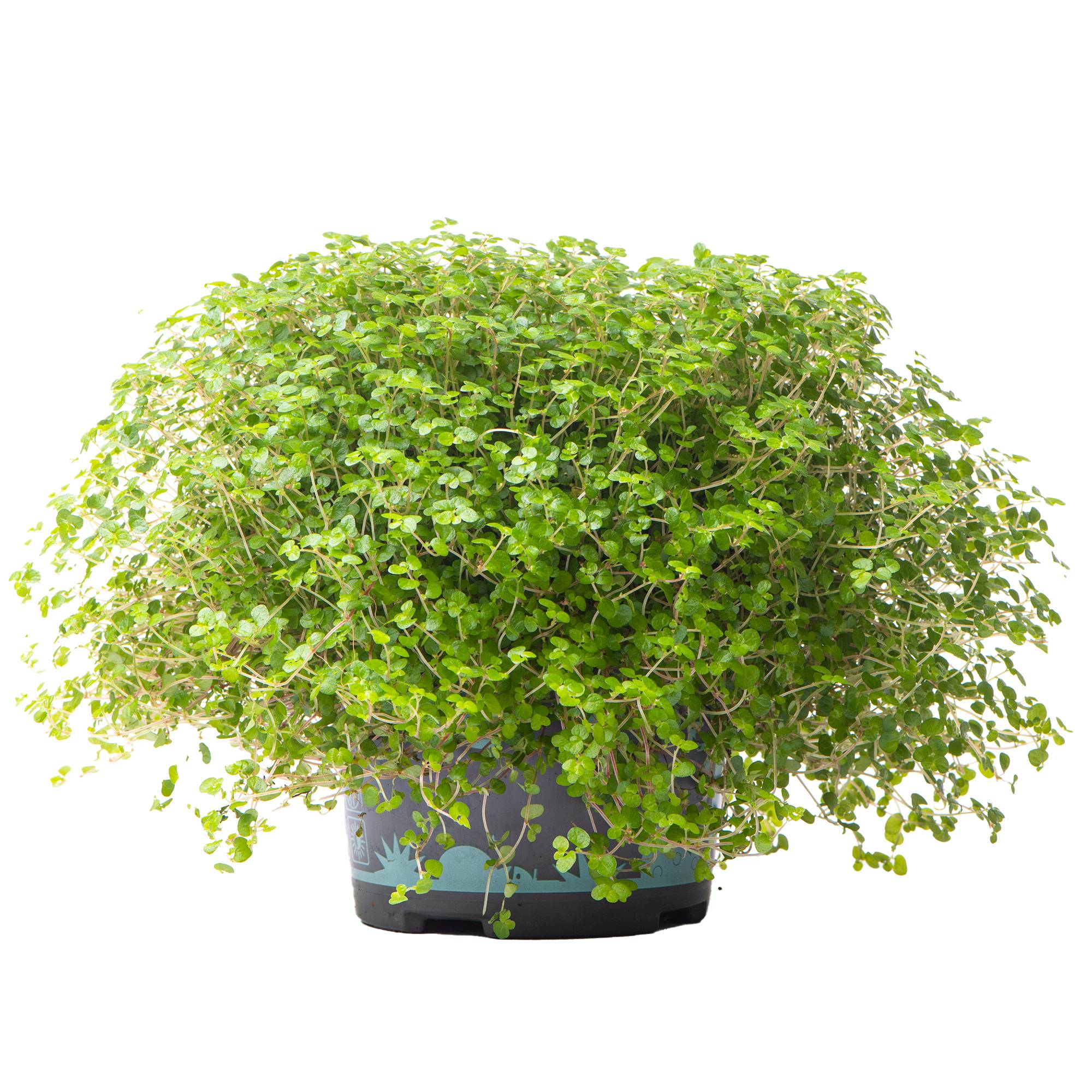 Gardenersdream - Soleirolia Soleirolii Helxine Vert | Hélixine Plante D'Intérieur Pour Le Bureau À Domicile (De 10 À 20 Cm En Pot) - GardenersDream - Image 1