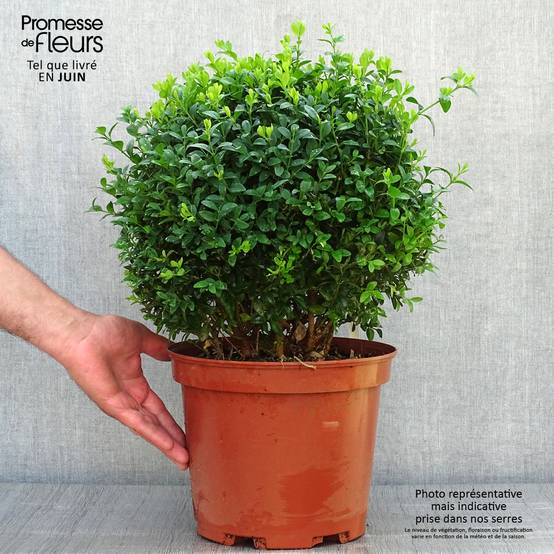 Promesse de Fleurs - Buis boule - Buxus sempervirens Pot de 7,5L/10L, Boule - Image 2
