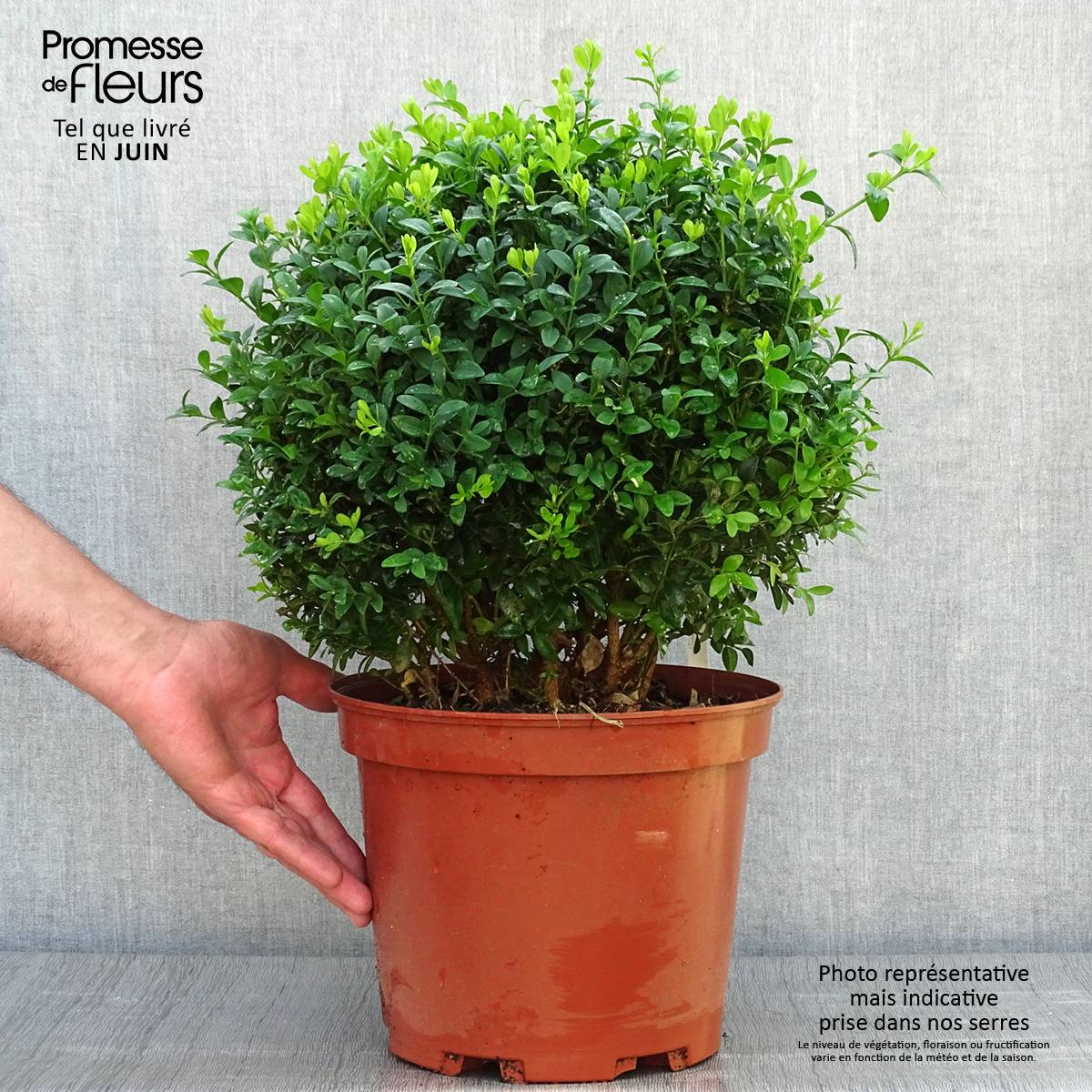 Promesse de Fleurs - Buis boule - Buxus sempervirens Pot de 7,5L/10L, Boule - Image 2