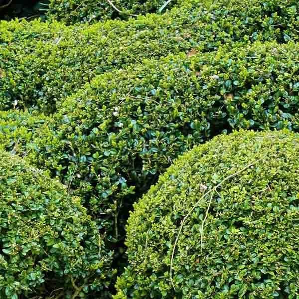 Promesse de Fleurs - Buis boule - Buxus sempervirens Pot de 7,5L/10L, Boule