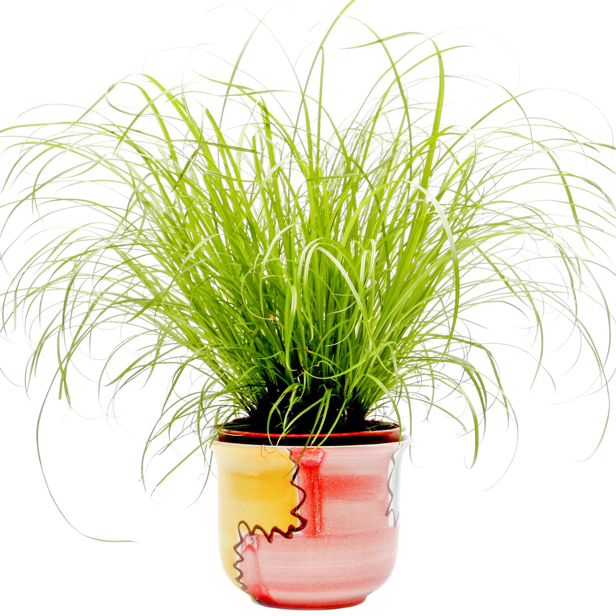 Gardenersdream - Cypérus Zumula - Herbe À Chat | Soutien Digestif Idéal Pour Les Chats | 20-30Cm En Pot - GardenersDream - Image 1