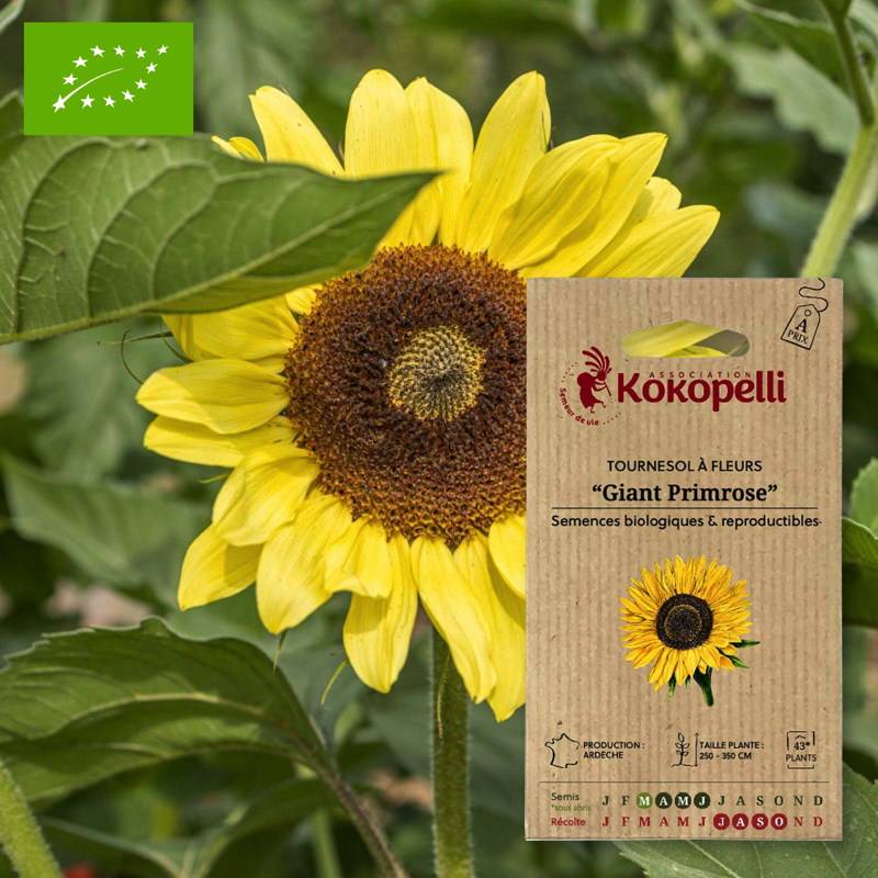 Association Kokopelli - Tournesol à Fleurs Giant Primrose- Graines bio à semer - Image 1