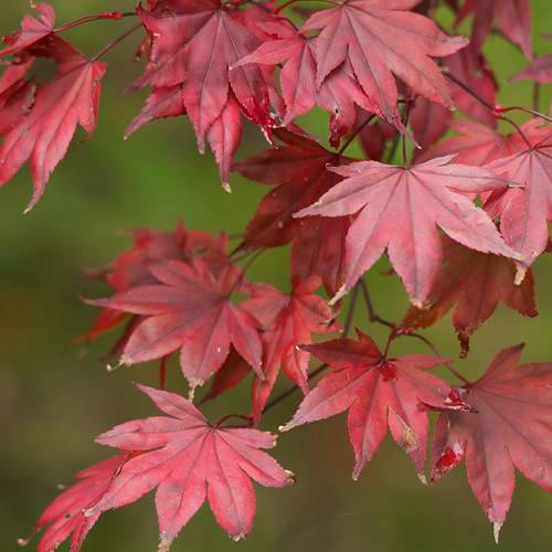 Gardenersdream - Érable 'Atropurpureum' - érable du Japon pourpre, arbuste coloré - GardenersDream - Image 2