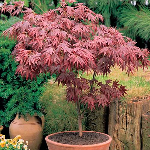 Gardenersdream - Érable 'Atropurpureum' - érable du Japon pourpre, arbuste coloré - GardenersDream - Image 1