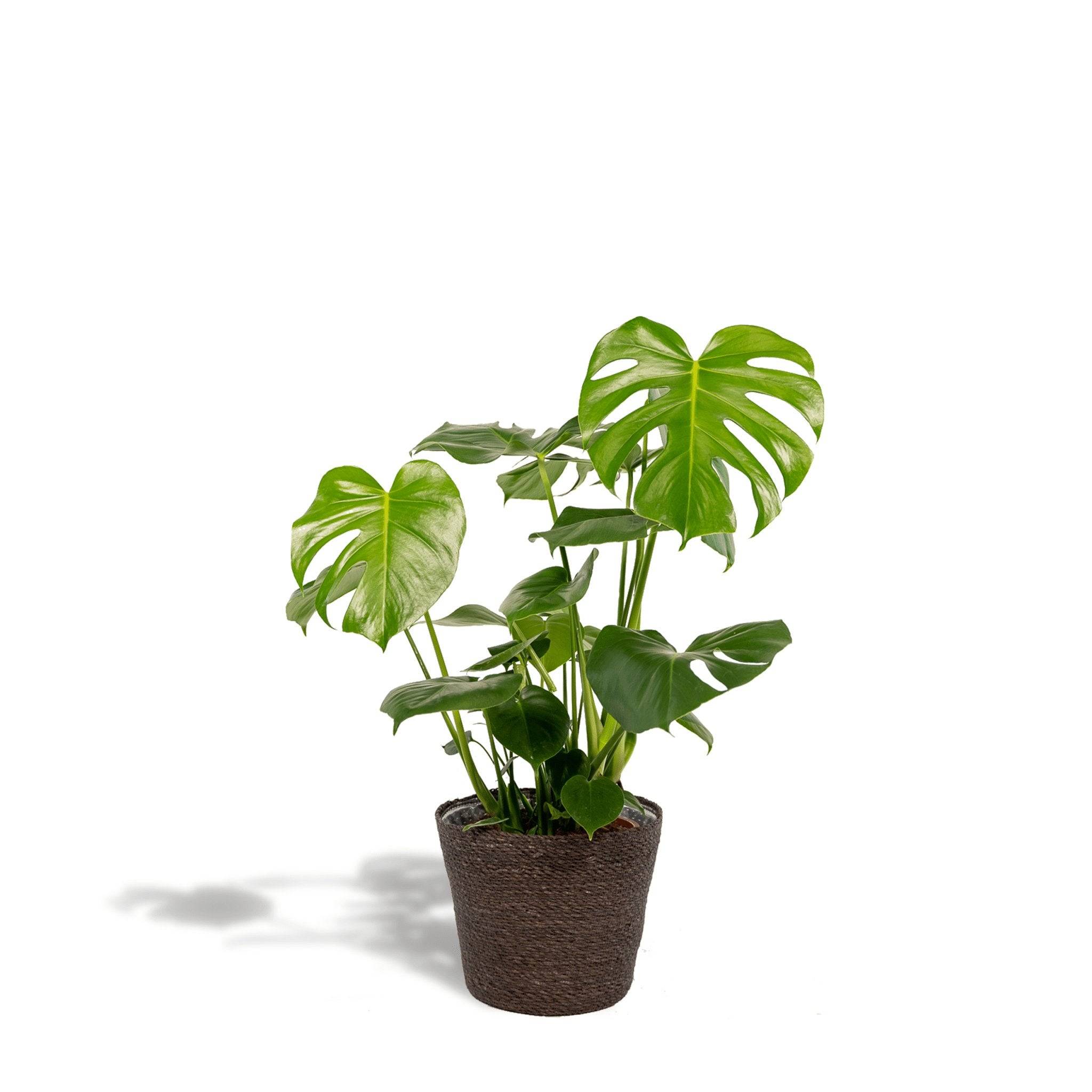Delicious Monstera et son panier noir  h65cm 65cm - Plante d'intérieur- La Green Touch - Image 2