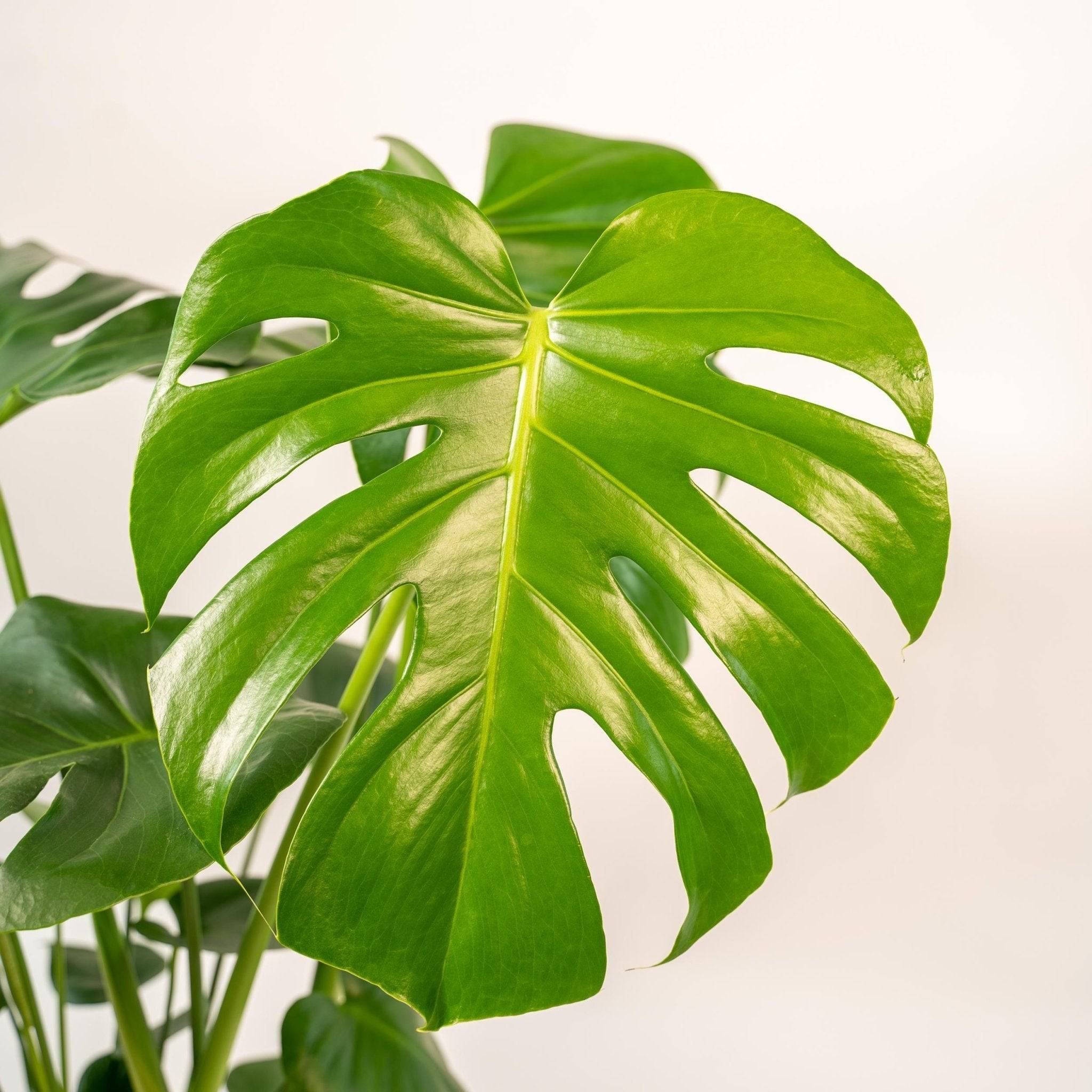 Delicious Monstera et son panier noir  h65cm 65cm - Plante d'intérieur- La Green Touch - Image 4