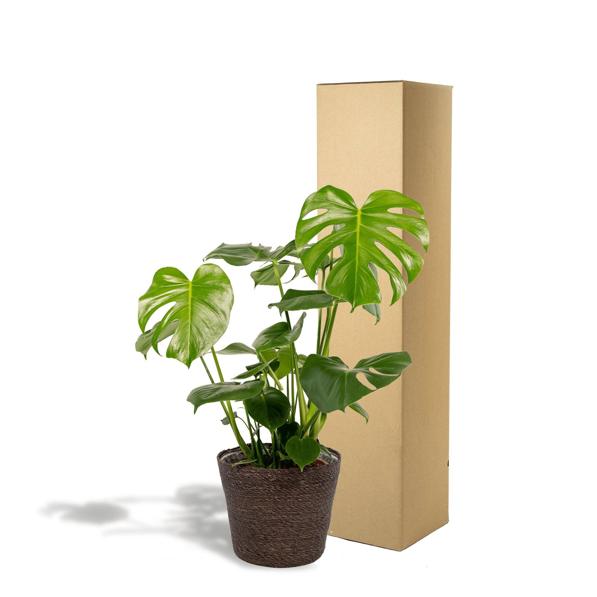 Delicious Monstera et son panier noir  h65cm 65cm - Plante d'intérieur- La Green Touch - Image 6