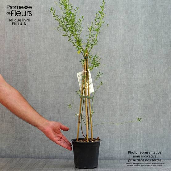 Ceanothus arboreus Concha - Lilas de Californie Pot de 2L/3L - Image 2