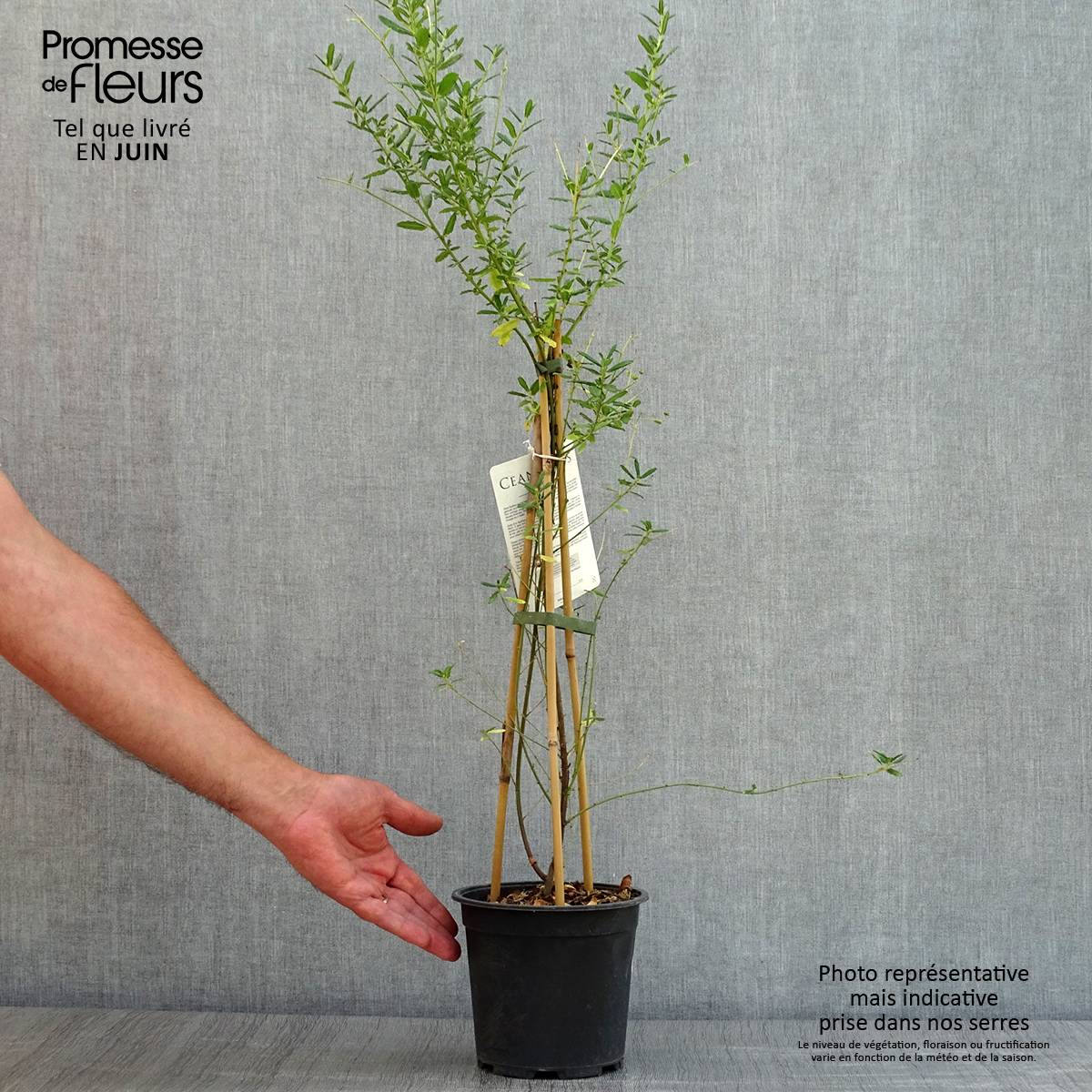 Ceanothus arboreus Concha - Lilas de Californie Pot de 2L/3L - Image 2