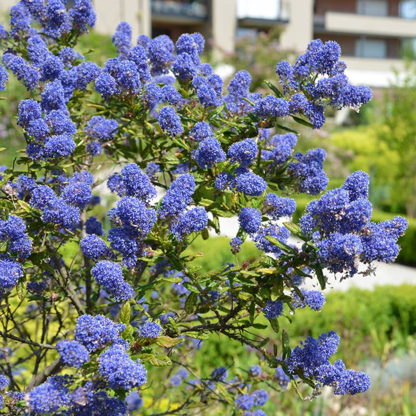 Ceanothus arboreus Concha - Lilas de Californie Pot de 2L/3L - Image 1