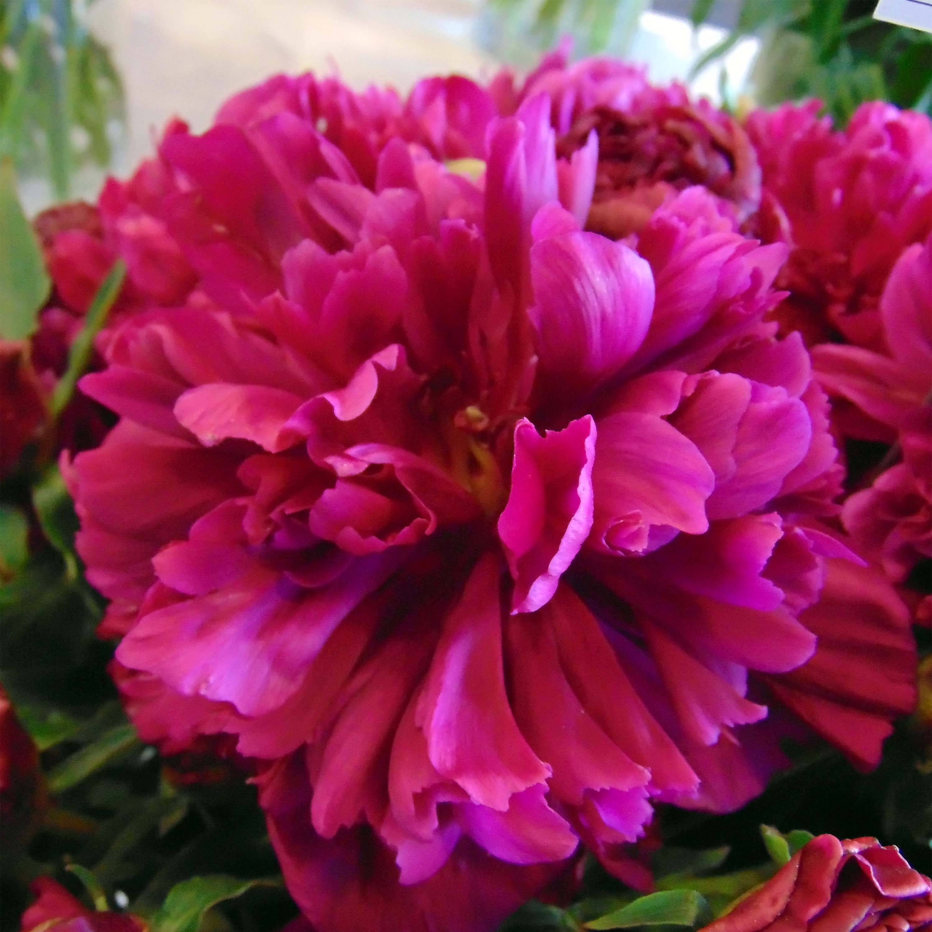 Promesse de Fleurs - Pivoine lactiflora Inspecteur Lavergne Pot de 3L/4L