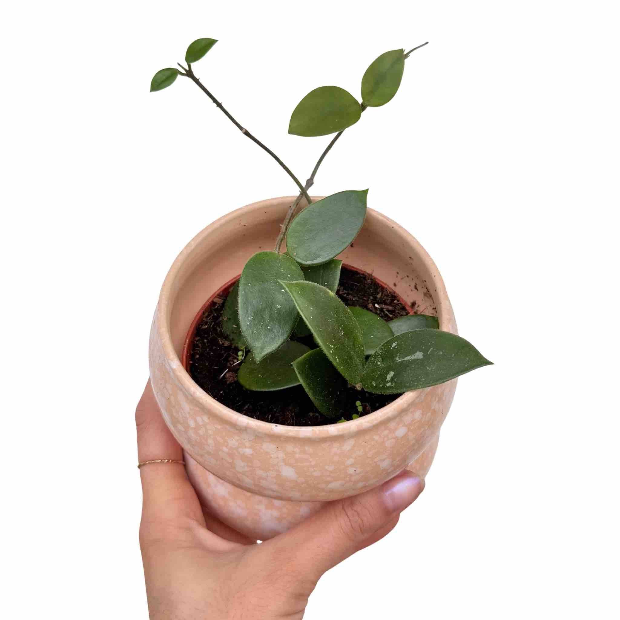 Hoya Chouke - Pot de 9cm - Plantes d'intérieur - Image 1