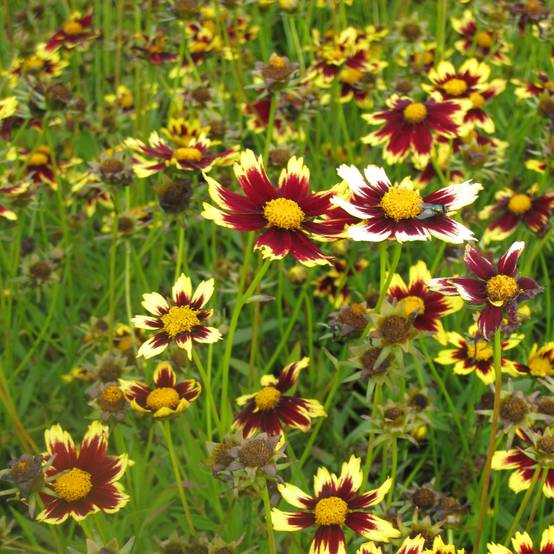 Coreopsis Cosmic Eye Godet de 8/9 cm