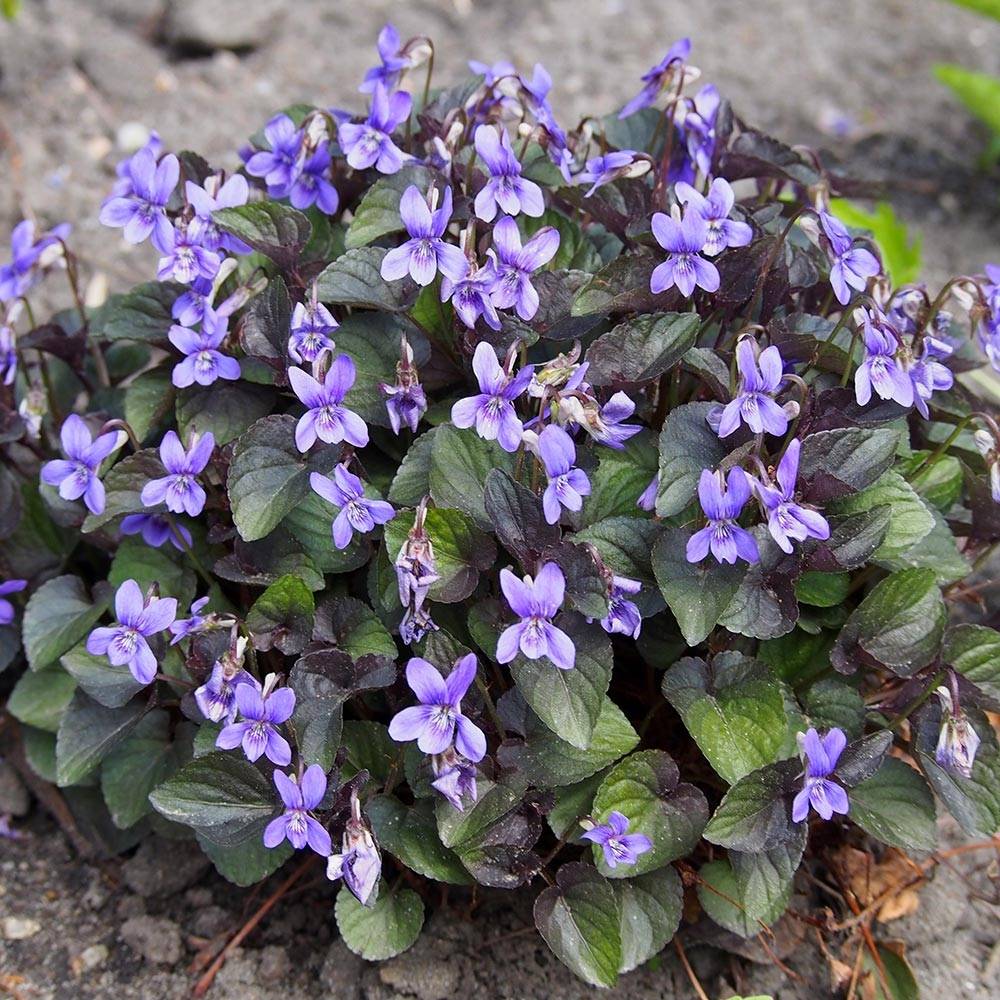 Violette du Labrador - Viola labradorica Godet de 8/9 cm