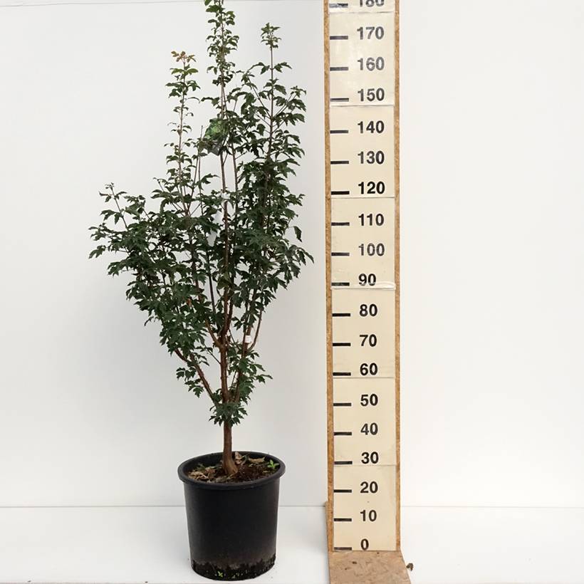 Promesse de Fleurs - Érable cannelle - Acer griseum Pot de 20L/25L - Image 2