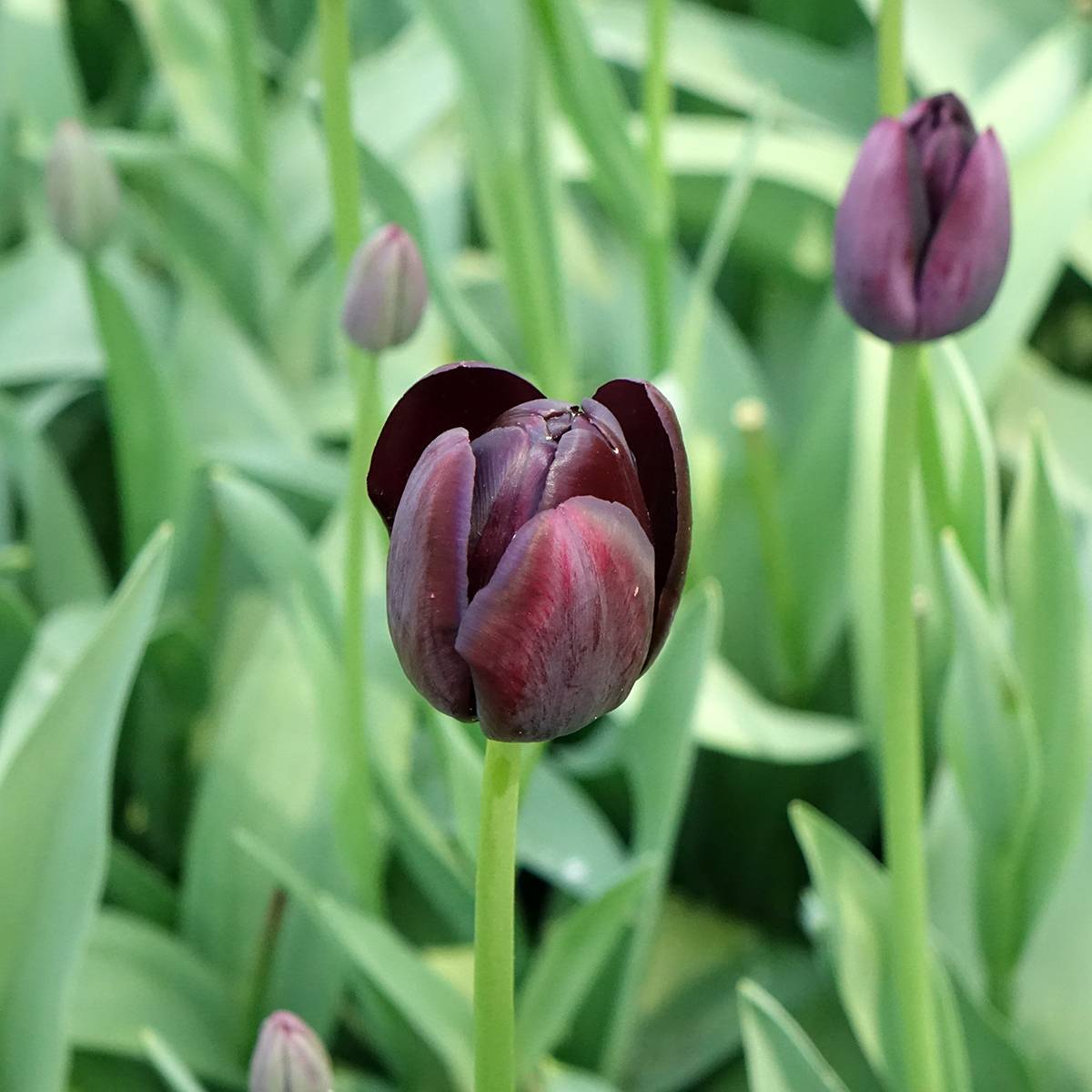 Promesse de Fleurs - Tulipe simple tardive Reine de la Nuit Bulbe calibre 12+ (par 10)