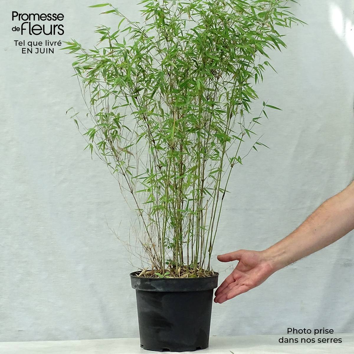Promesse de Fleurs - Fargesia nitida Jiu - Bambou non traçant Pot de 7,5L/10L - Image 2