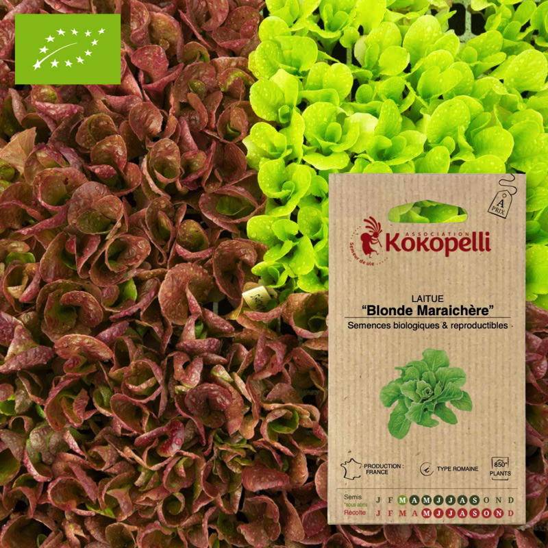 Association Kokopelli - Laitue Blonde Maraichère- Graines bio à semer - Image 1