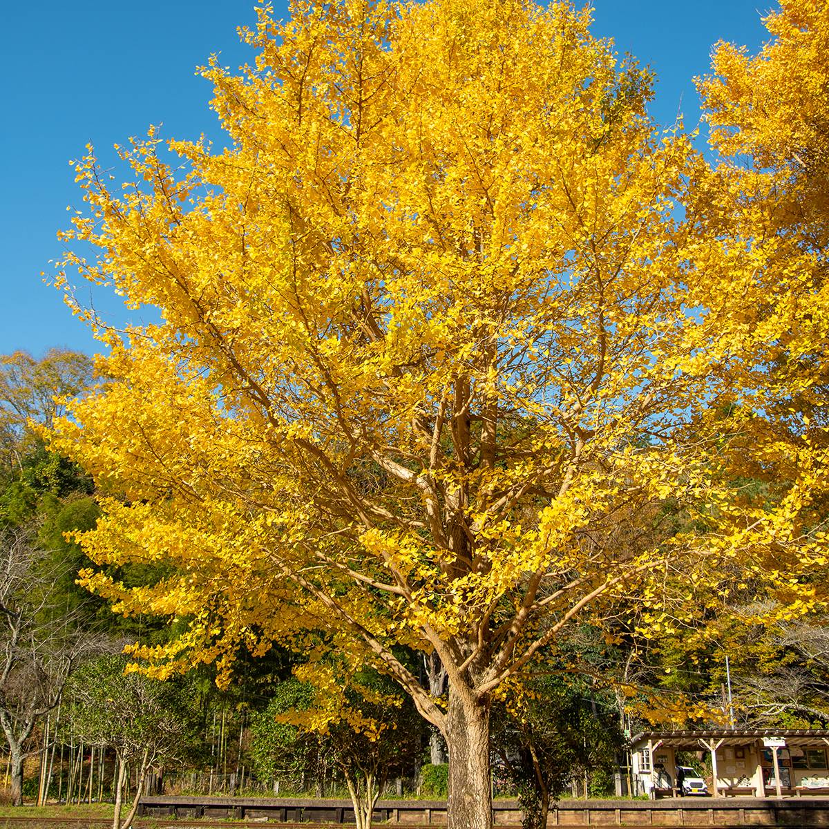 Promesse de Fleurs - Ginkgo biloba - Arbre aux quarante écus Pot de 2L/3L - Image 1