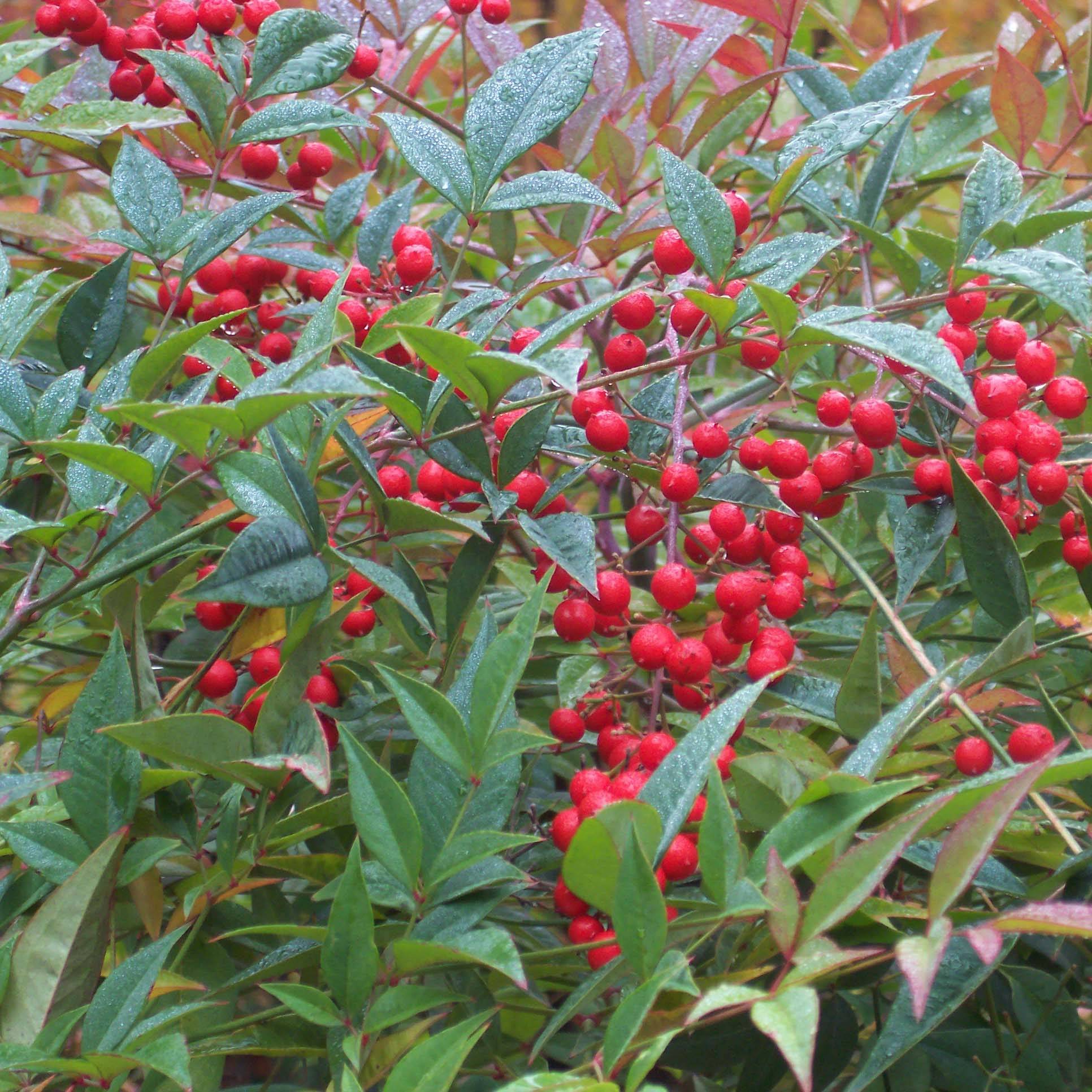 Promesse de Fleurs - Nandina domestica - Bambou sacré Pot de 7,5L/10L - Image 1