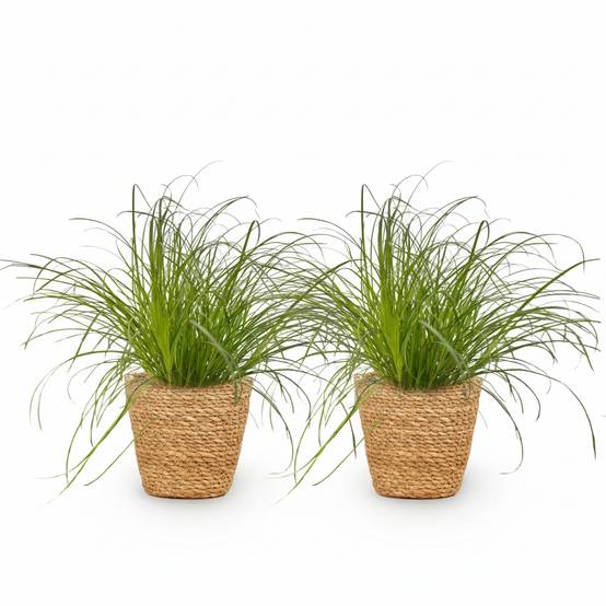 Cyperus Alternifolius Zumula - H30cm - Image 2