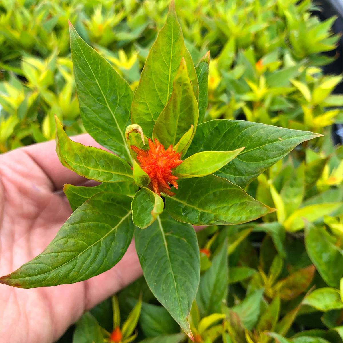 Celosie Kelos Fire Orange Mini-mottes Mini-motte Ø 3/4 cm (par 5)