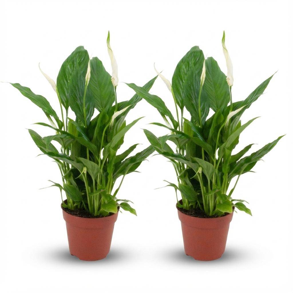 Fleur de lune - Spathiphyllum - lot de 2 - Ø12cm - ↕40cm - Plantes d’intérieur