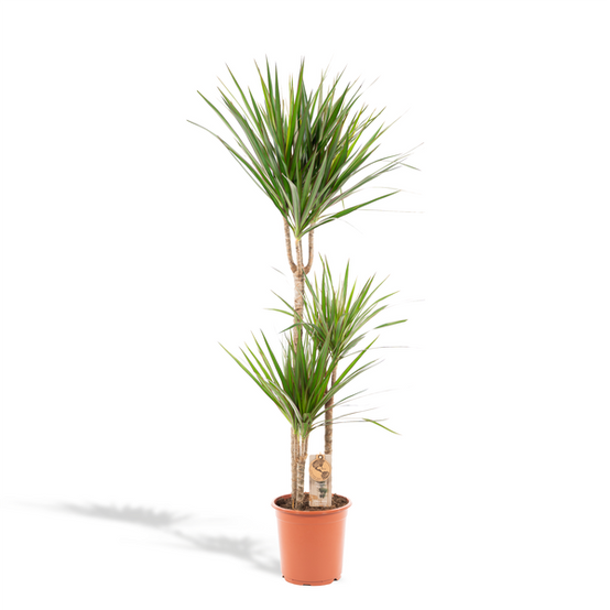 Dracaena Marginata - D21 H110cm - Image 1