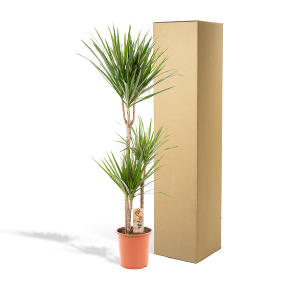 Dracaena Marginata - D21 H110cm - Image 5