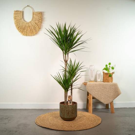 Dracaena Marginata - D21 H110cm - Image 2