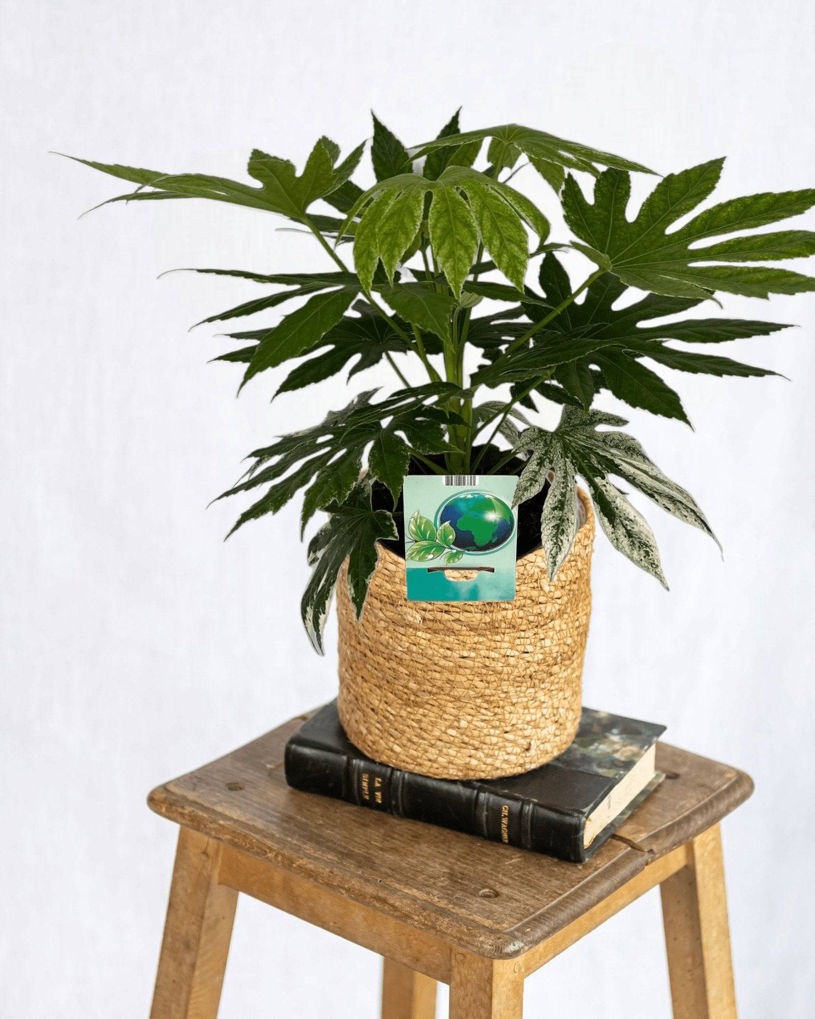 La Green Touch - Fatsia Spiderweb