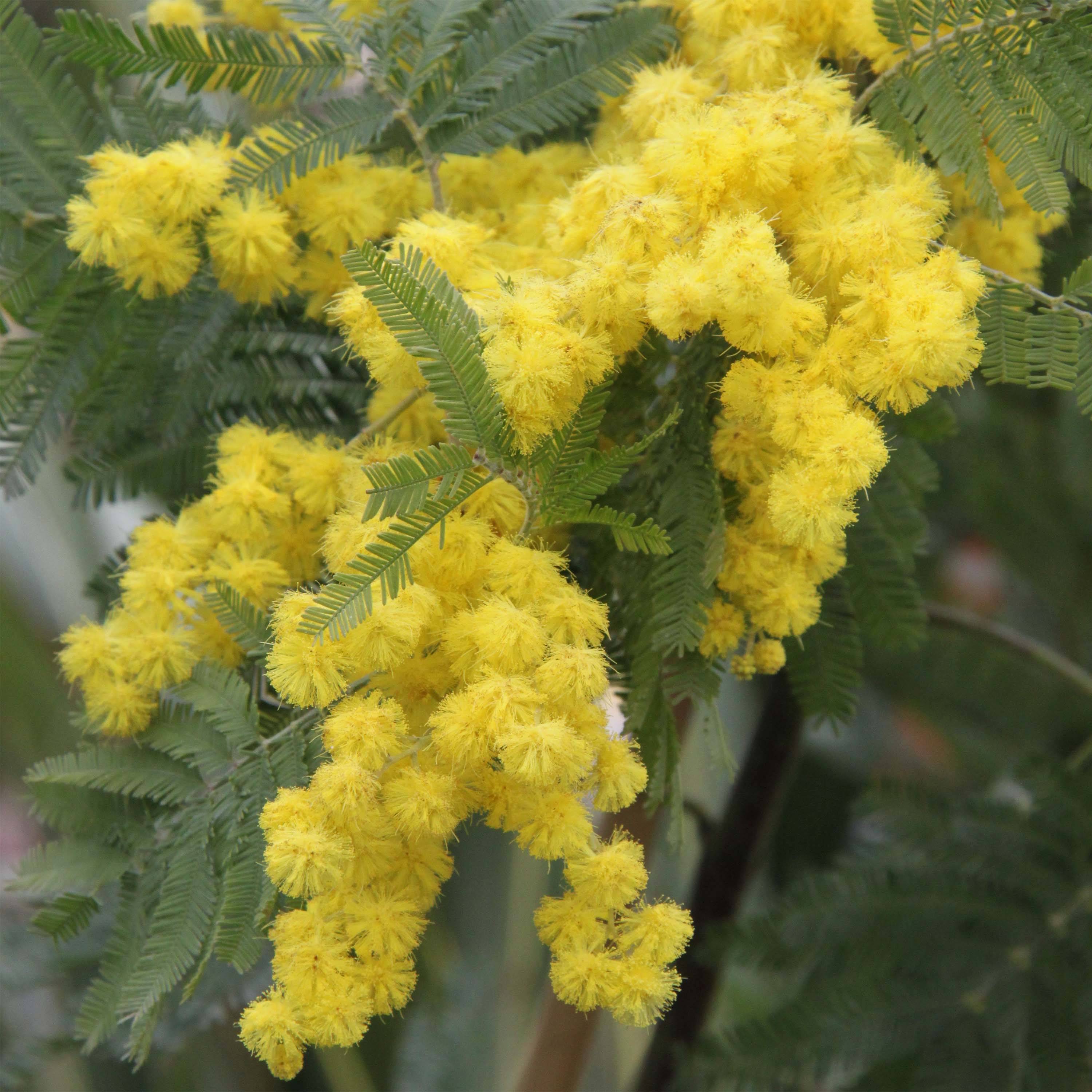 Acacia dealbata Gaulois Astier - Mimosa des fleuristes Pot de 2L/3L