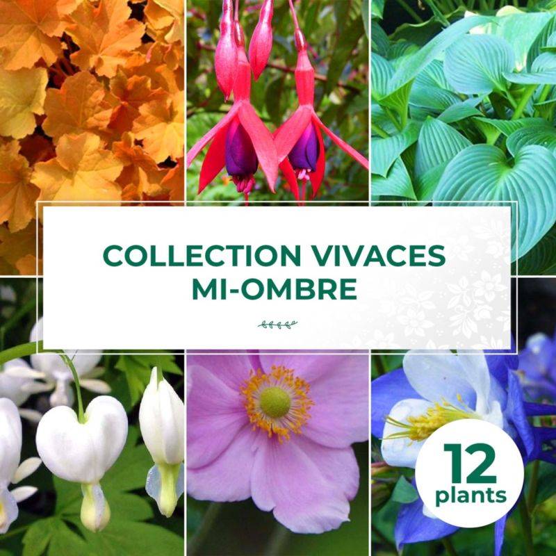 Collection de 13 vivaces mi-ombre -  - Pépinières Naudet - Image 1