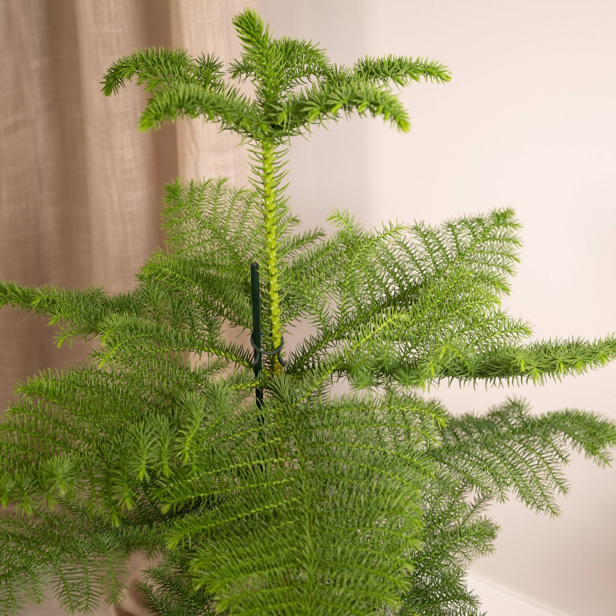 La Green Touch - Araucaria 70cm - Plante d'intérieur- La Green Touch - Image 4