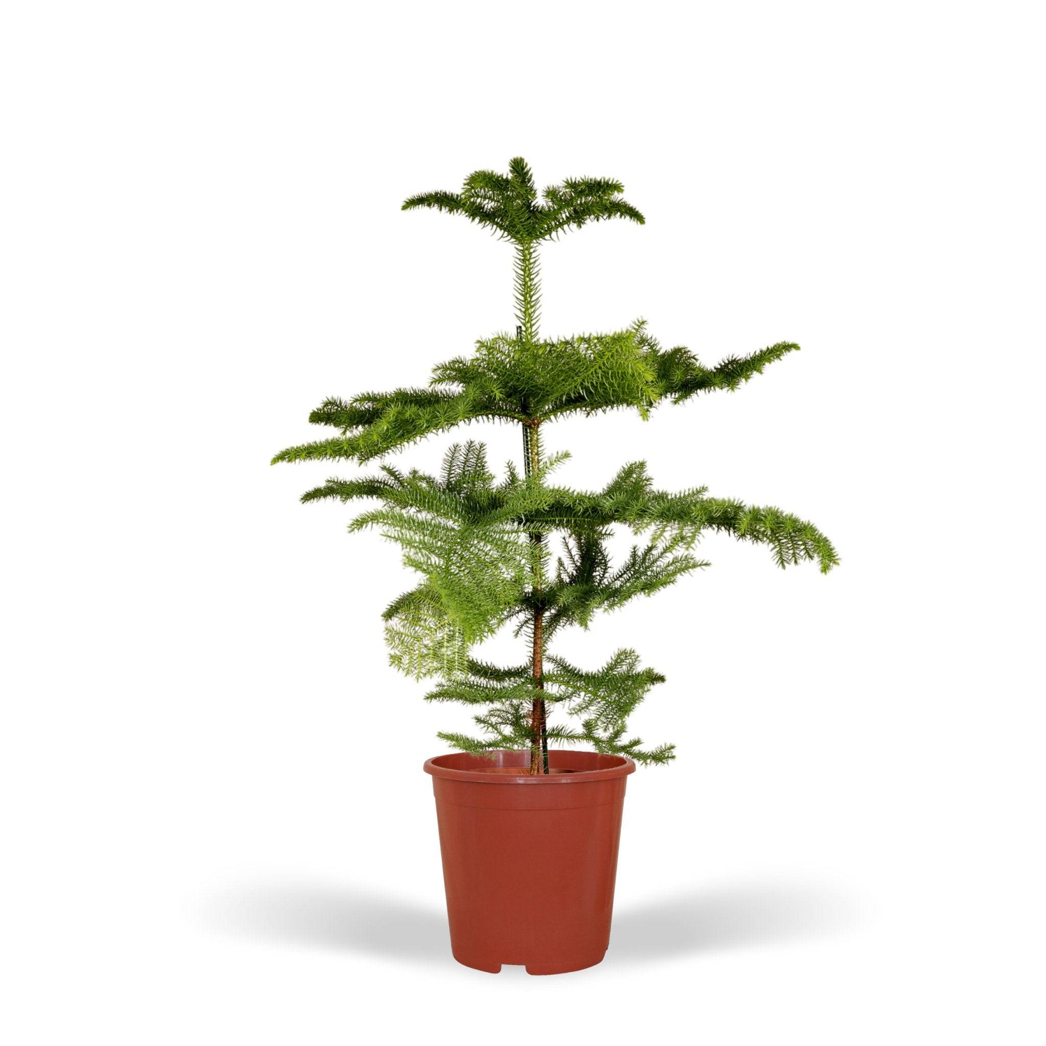 La Green Touch - Araucaria 70cm - Plante d'intérieur- La Green Touch - Image 2