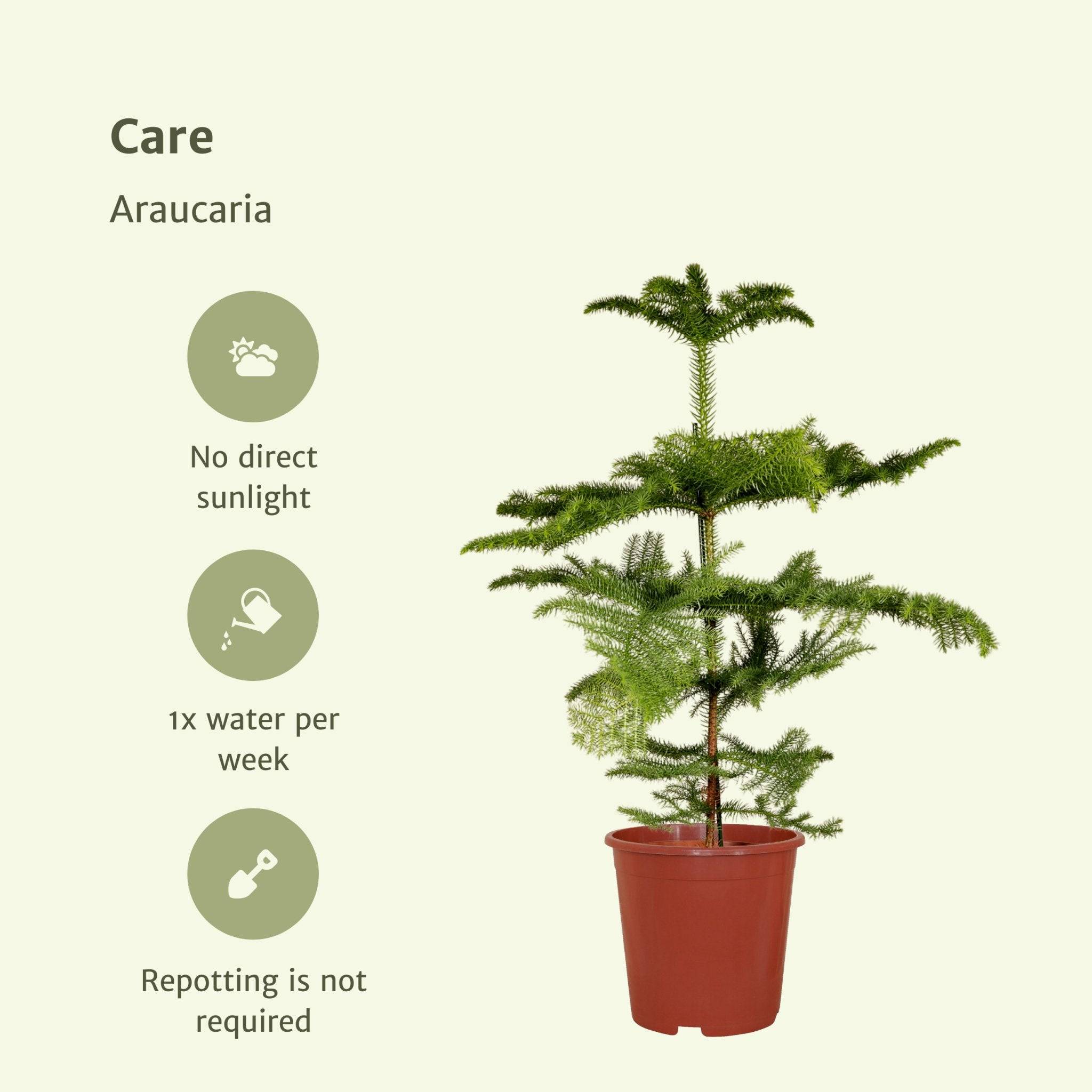 La Green Touch - Araucaria 70cm - Plante d'intérieur- La Green Touch - Image 7