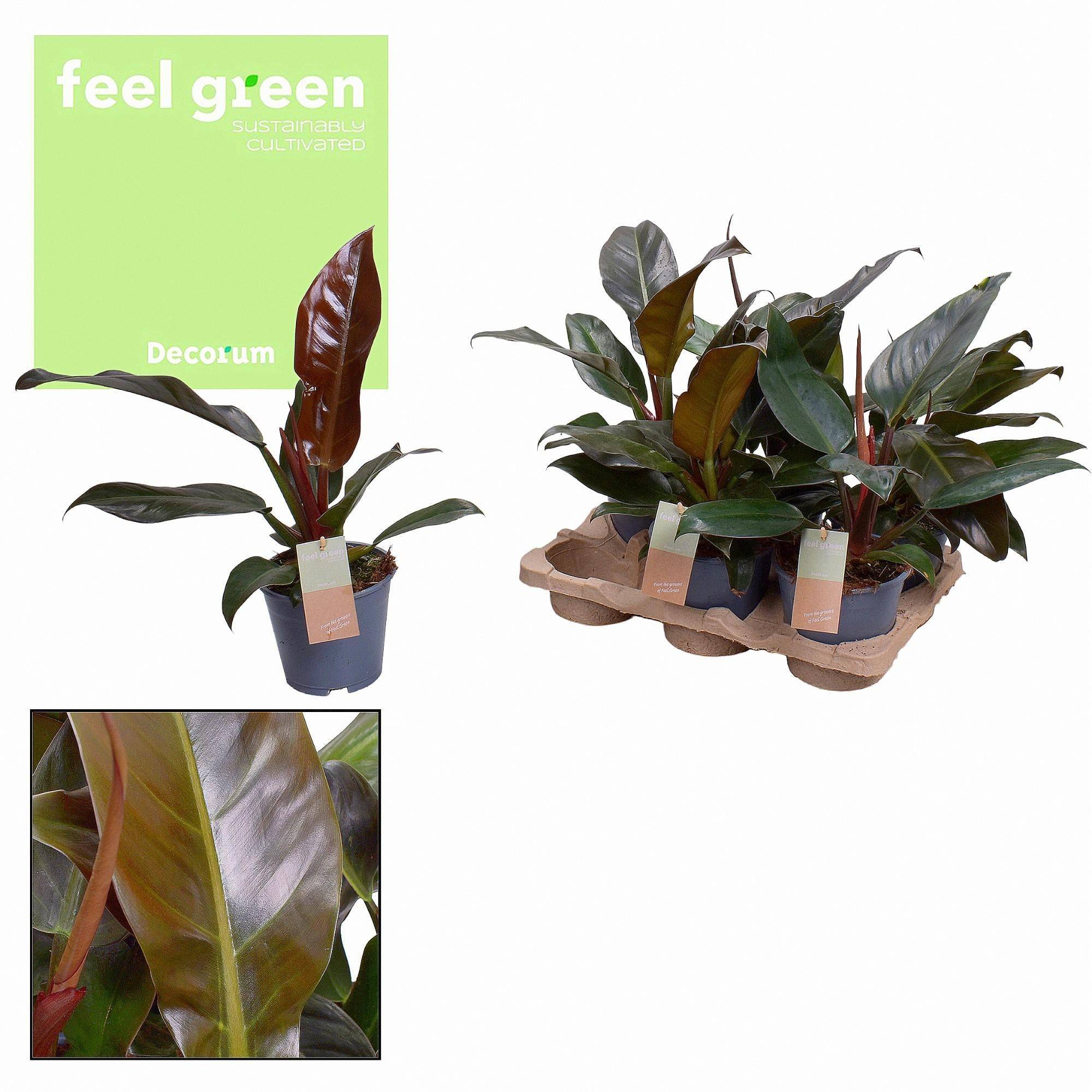 Philodendron Imperial Rouge Feel Vert - D14 H35cm