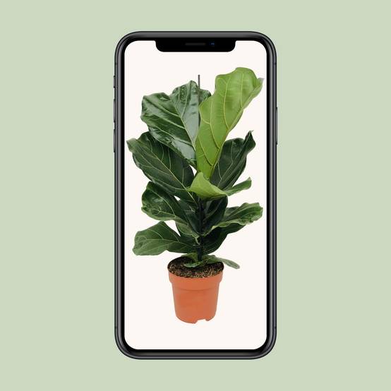 La Green Touch - Ficus Lyrata 75cm - Plante d'intérieur- La Green Touch - Image 4